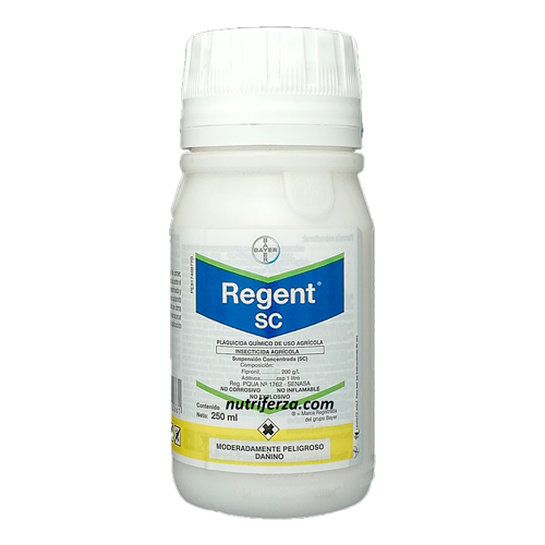 REGENT x 250GR